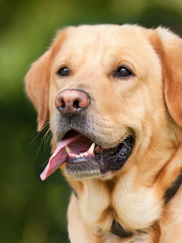 10 Dog Breeds Known for Their Friendliness
