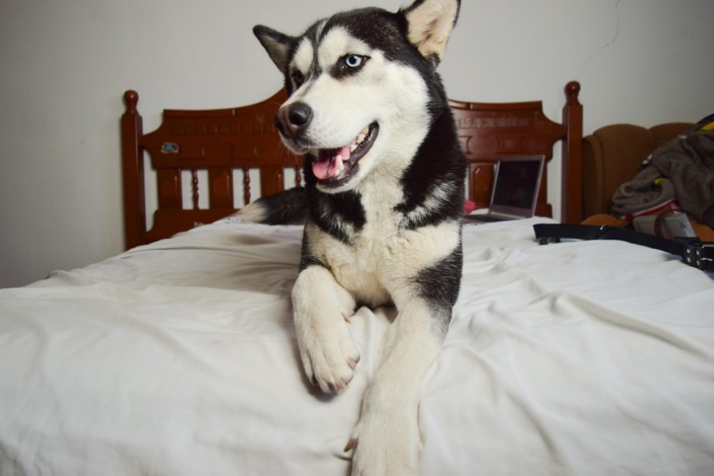 Husky on the bed