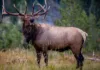 Tips for the Best Wildlife Viewing Experience in Colorado