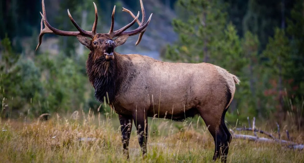 Tips For The Best Wildlife Viewing Experience In Colorado By TurtleVerse