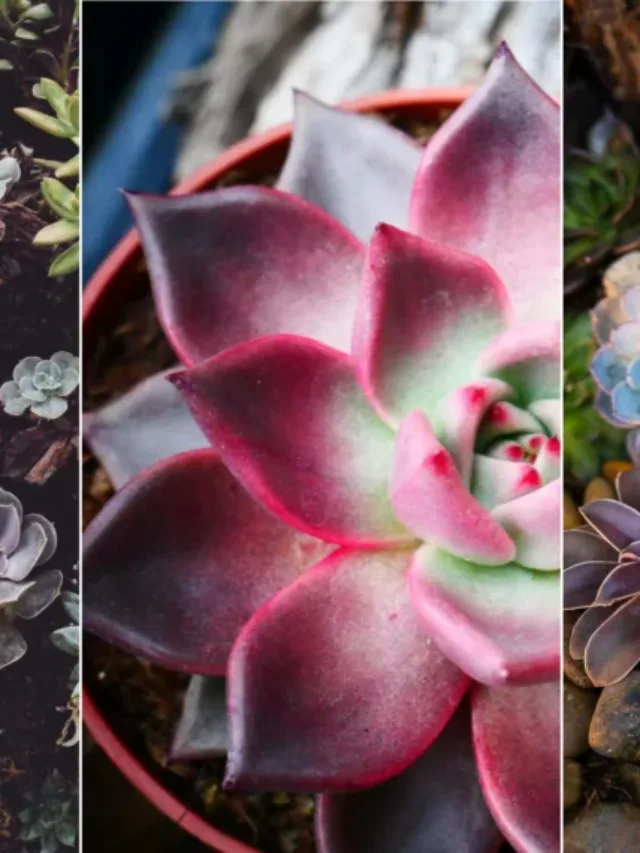 7 Ways to Keep Succulents Alive: How to Care for Succulents